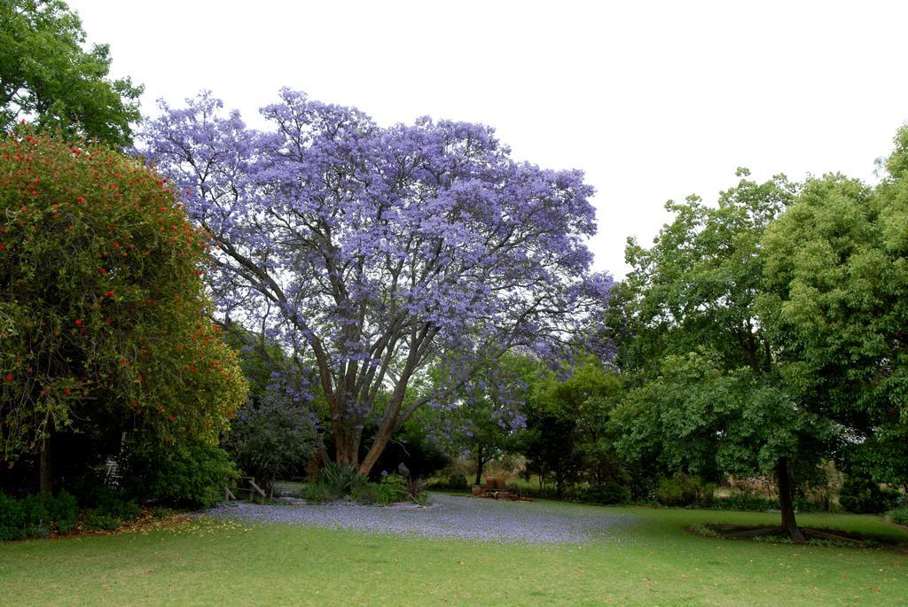 Longtom Farm Guesthouse Lydenburg Eksteriør billede